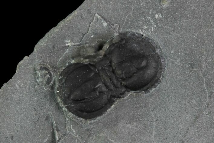 Peronopsis Agnostid Trilobite - Wheeler Shale, Utah #97162